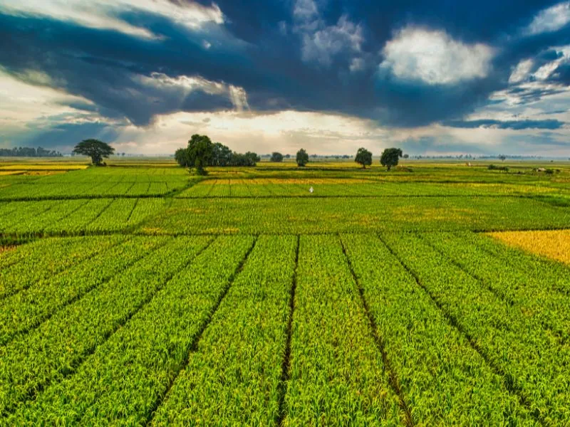 Lavoura verde em terreno ondulado sob céu azul